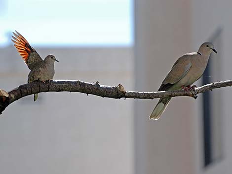 Pigeons and Doves (Columbiformes)