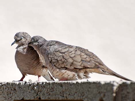 Inca Dove (Columbina inca)