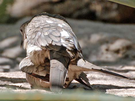 Inca Dove (Columbina inca)