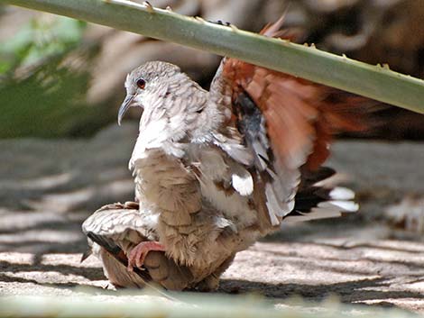 Inca Dove (Columbina inca)