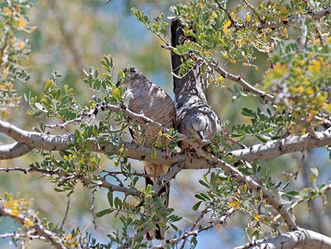 Inca Dove (Columbina inca)