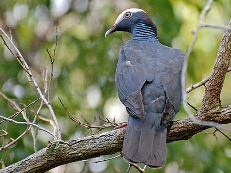 White-crowned Pigeon (Patagioenas leucocephala)