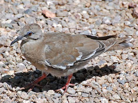 White-winged Dove (Zenaida asiatica)