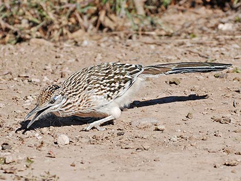 Greater Roadrunner (Geococcyx californianus)