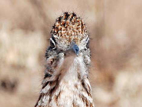 Greater Roadrunner (Geococcyx californianus)