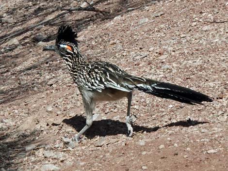 Greater Roadrunners (Geococcyx californianus)