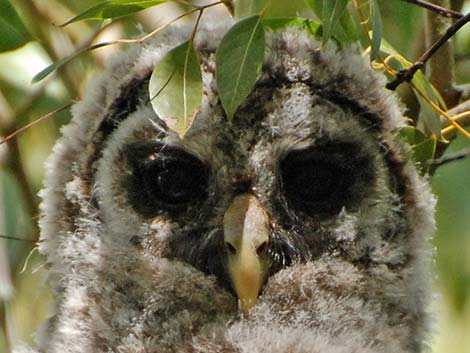 Barred Owl (Strix varia)