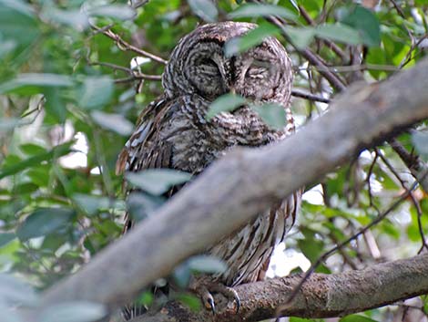 Barred Owl (Strix varia)