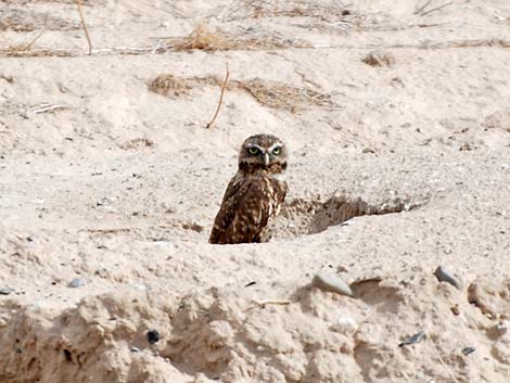 Burrowing Owl (Athene cunicularia)