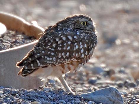 Burrowing Owl (Athene cunicularia)