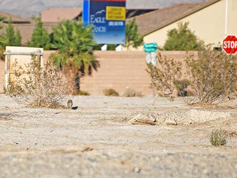 Burrowing Owl (Athene cunicularia)