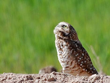 Burrowing Owl (Athene cunicularia)