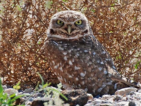 Burrowing Owl (Athene cunicularia)