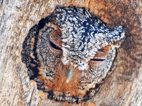 Flammulated Owl (Otus flammeolus)