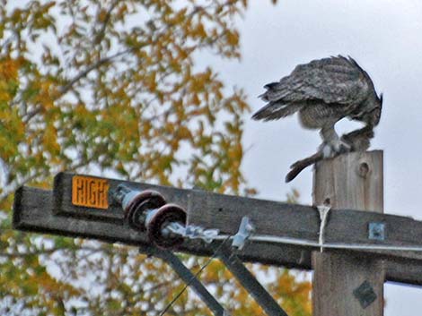 Great Horned Owl (Bubo virginianus)