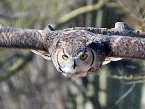 Great Horned Owl (Bubo virginianus)