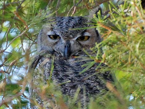 Great Horned Owl (Bubo virginianus)