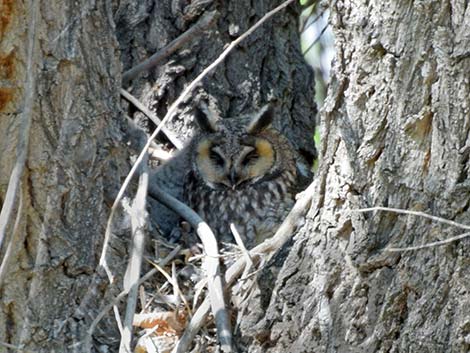 Long-eared Owl (Asio otus)