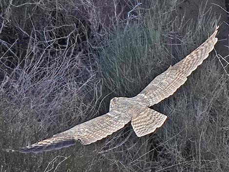 Long-eared Owl (Asio otus)