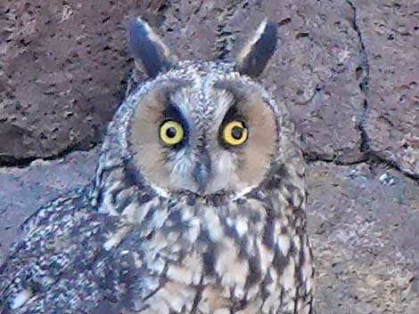 Long-eared Owl (Asio otus)