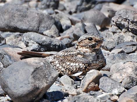 Common Nighthawk (Chordeiles minor)