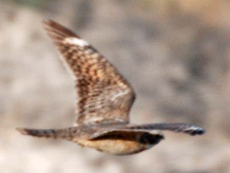 Lesser Nighthawk (Chordeiles acutipennis)