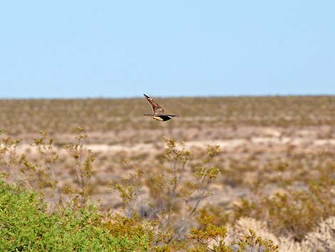 Lesser Nighthawk (Chordeiles acutipennis)