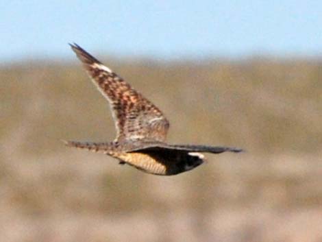 Lesser Nighthawk (Chordeiles acutipennis)