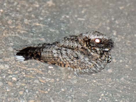 Common Poorwill (Phalaenoptilus nuttallii)