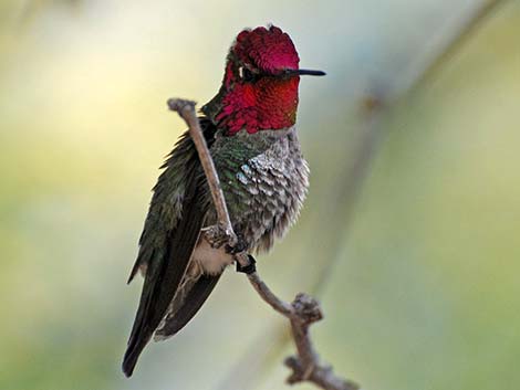 Anna's Hummingbird (Calypte anna)