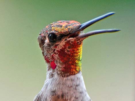 Anna's Hummingbird (Calypte anna)