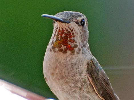 Anna's Hummingbird (Calypte anna)