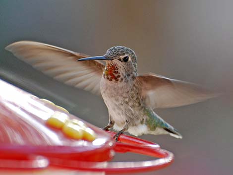 Anna's Hummingbird (Calypte anna)