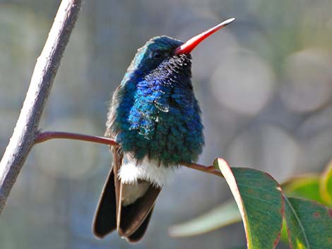 Broad-billed Hummingbird (Cynanthus latirostris)