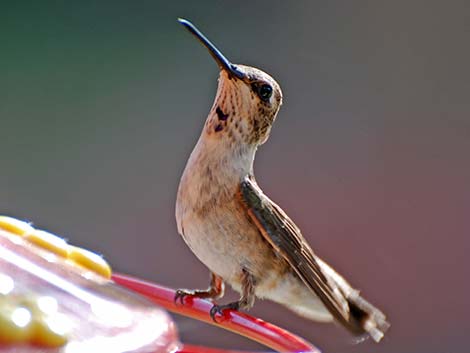 Black-chinned Hummingbird (Archilochus alexandri)