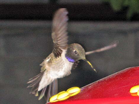 Black-chinned Hummingbird (Archilochus alexandri)