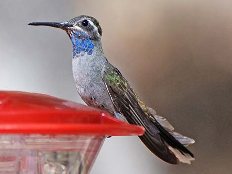 Blue-throated Hummingbird (Lampornis clemenciae)