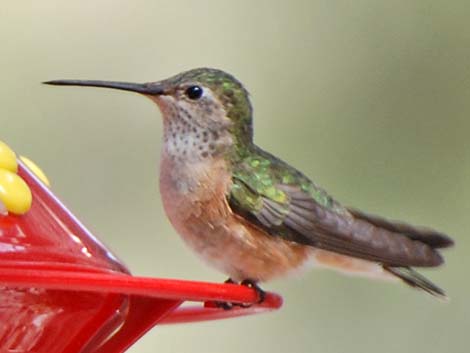 Broad-tailed Hummingbird (Selasphorus platycercus)