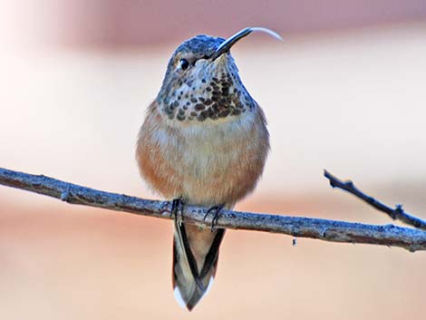 Broad-tailed Hummingbird (Selasphorus platycercus)