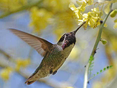 Costa's Hummingbird (Calypte costae)