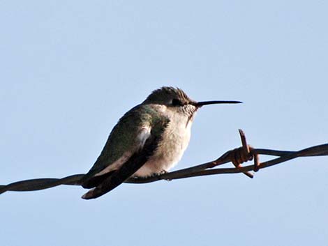 Costa's Hummingbird (Calypte costae)