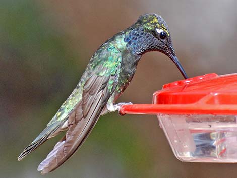 Rivoli's Hummingbird (Eugenes fulgens)