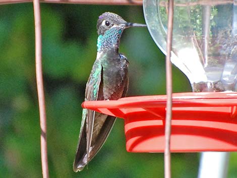 Rivoli's Hummingbird (Eugenes fulgens)