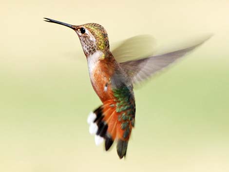 Rufous Hummingbird (Selasphorus rufus)