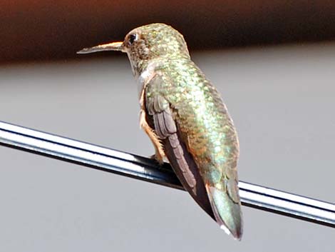 Rufous Hummingbird (Selasphorus rufus)