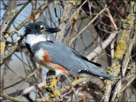 Belted Kingfisher (Ceryle alcyon)