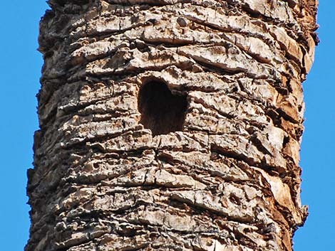 Acorn Woodpecker (Melanerpes formicivorus)