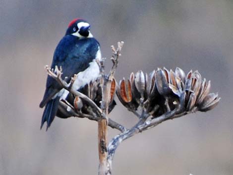 Acorn Woodpecker (Melanerpes formicivorus)