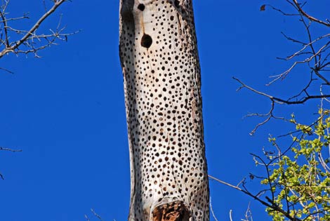 Acorn Woodpecker (Melanerpes formicivorus)