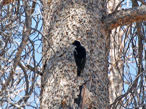 Black-backed Woodpecker (Picoides arcticus)